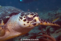 Hawksbill Sea Turtle gliding down the side of the Big Cor... by Michael Kovach 